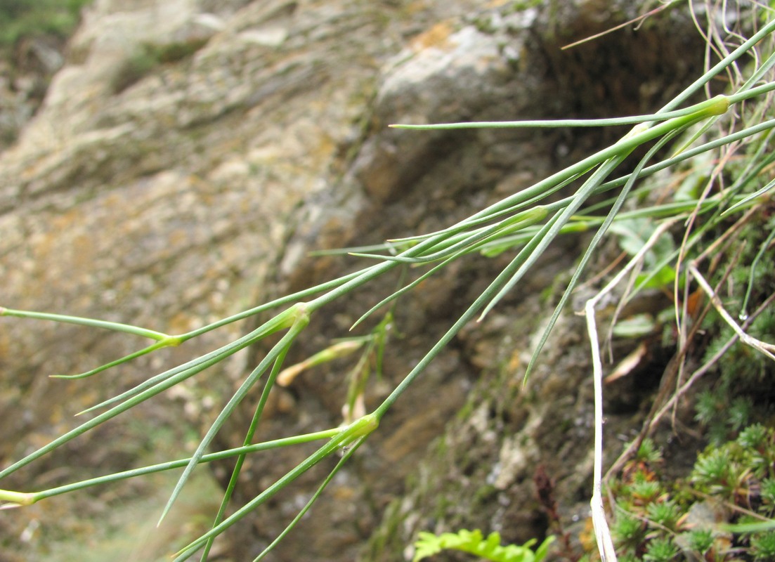 Изображение особи Dianthus elbrusensis.