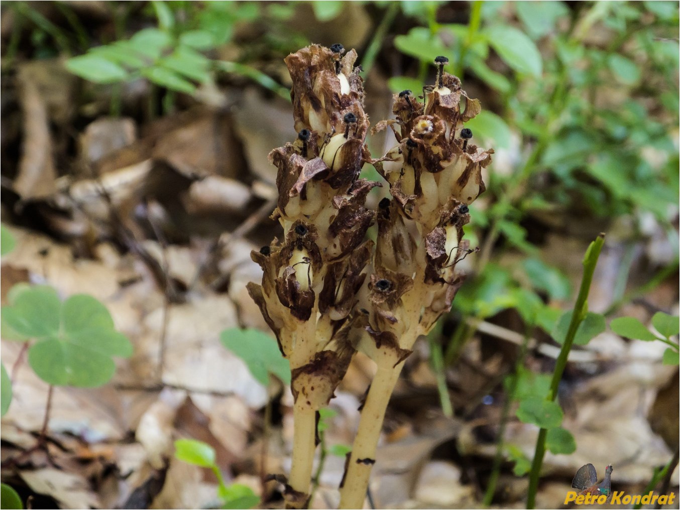 Изображение особи Hypopitys monotropa.