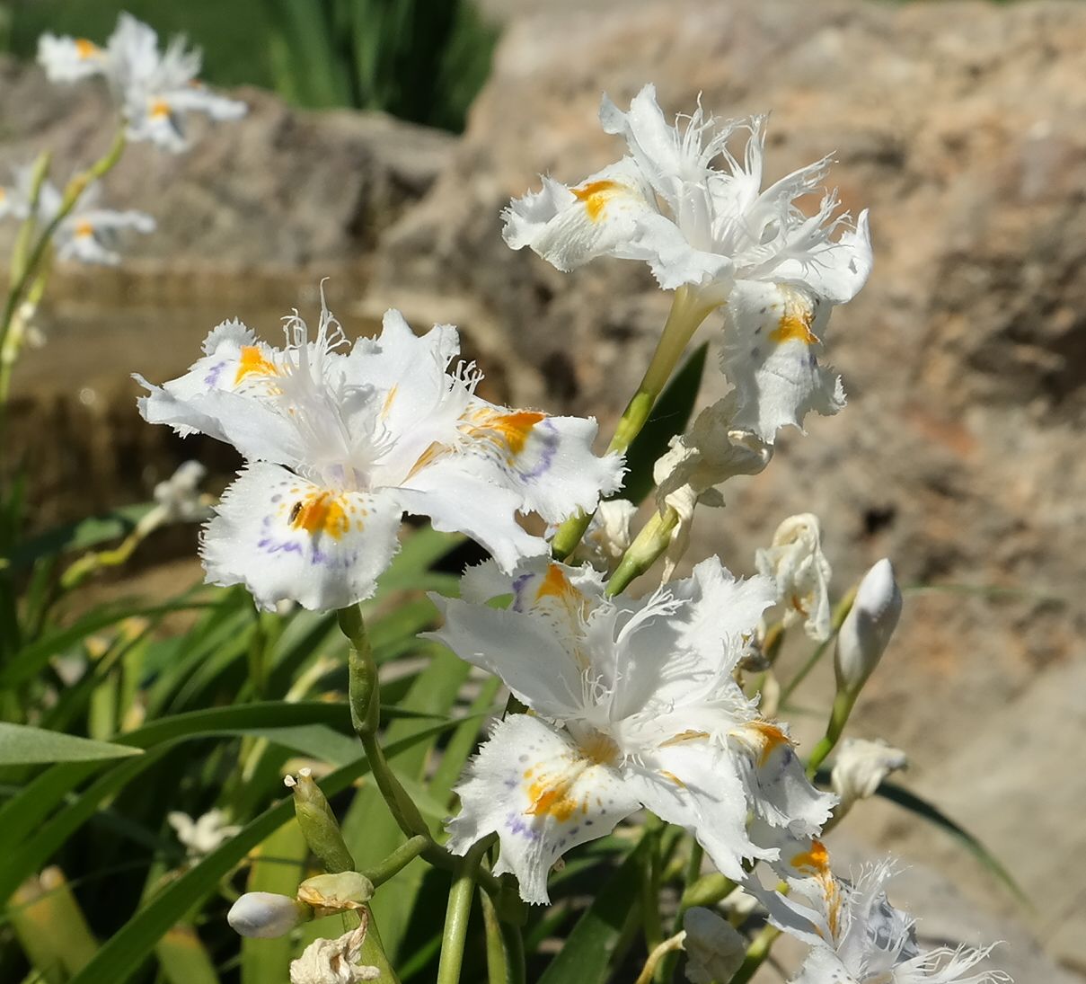 Изображение особи Iris japonica.