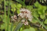 Micranthes manchuriensis