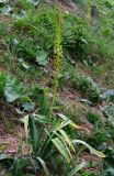 Eremurus turkestanicus