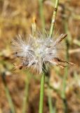 Chondrilla juncea. Соплодие. Узбекистан, Андижанская обл., Андижанский р-н, Ферганская долина, Хаканские адыры. 21.07.2017.