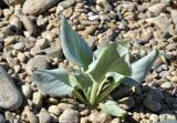 Mertensia maritima