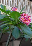 Plumeria rubra