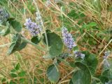 Psoralea drupacea