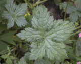 Geranium gracile