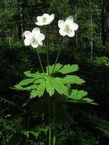 Anemone baicalensis subspecies kebeshensis variety titenkinii