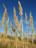 Calamagrostis epigeios