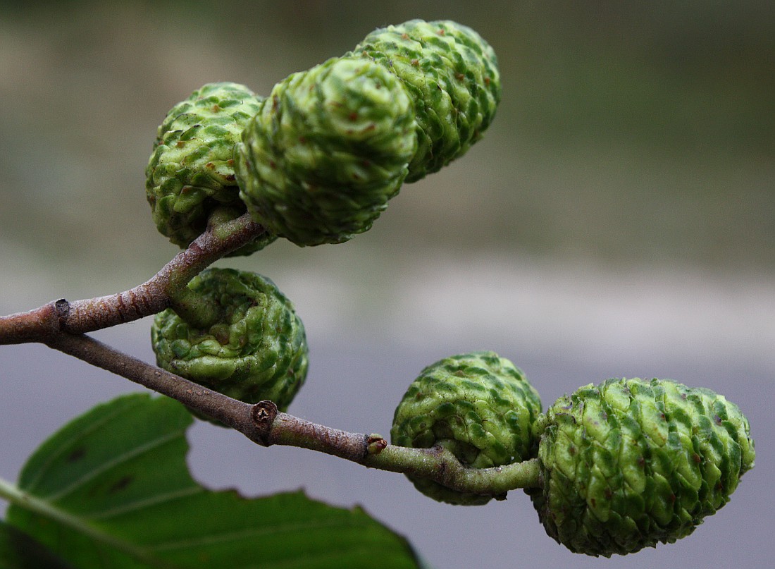 Изображение особи Alnus kolaensis.