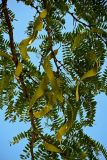 Gleditsia triacanthos. Часть ветви с плодами. Дагестан, г. Каспийск, в культуре. 31.07.2022.