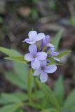 Cardamine bulbifera