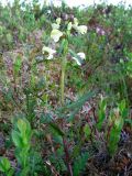 Pedicularis lapponica. Цветущее растение. Кольский п-ов, Восточный Мурман, берег оз. Ромасъявр, мохово-лишайниково-кустарничковая тундра. 13.07.2009.