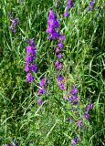 Delphinium hispanicum