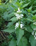 Lamium album