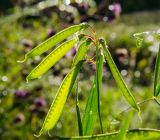 Lathyrus sylvestris. Соплодие. Пермский край, Кунгурский р-н, левый берег р. Шаква в р-не моста на Рыжково, разнотравно-злаковый луг. 12 августа 2023 г.