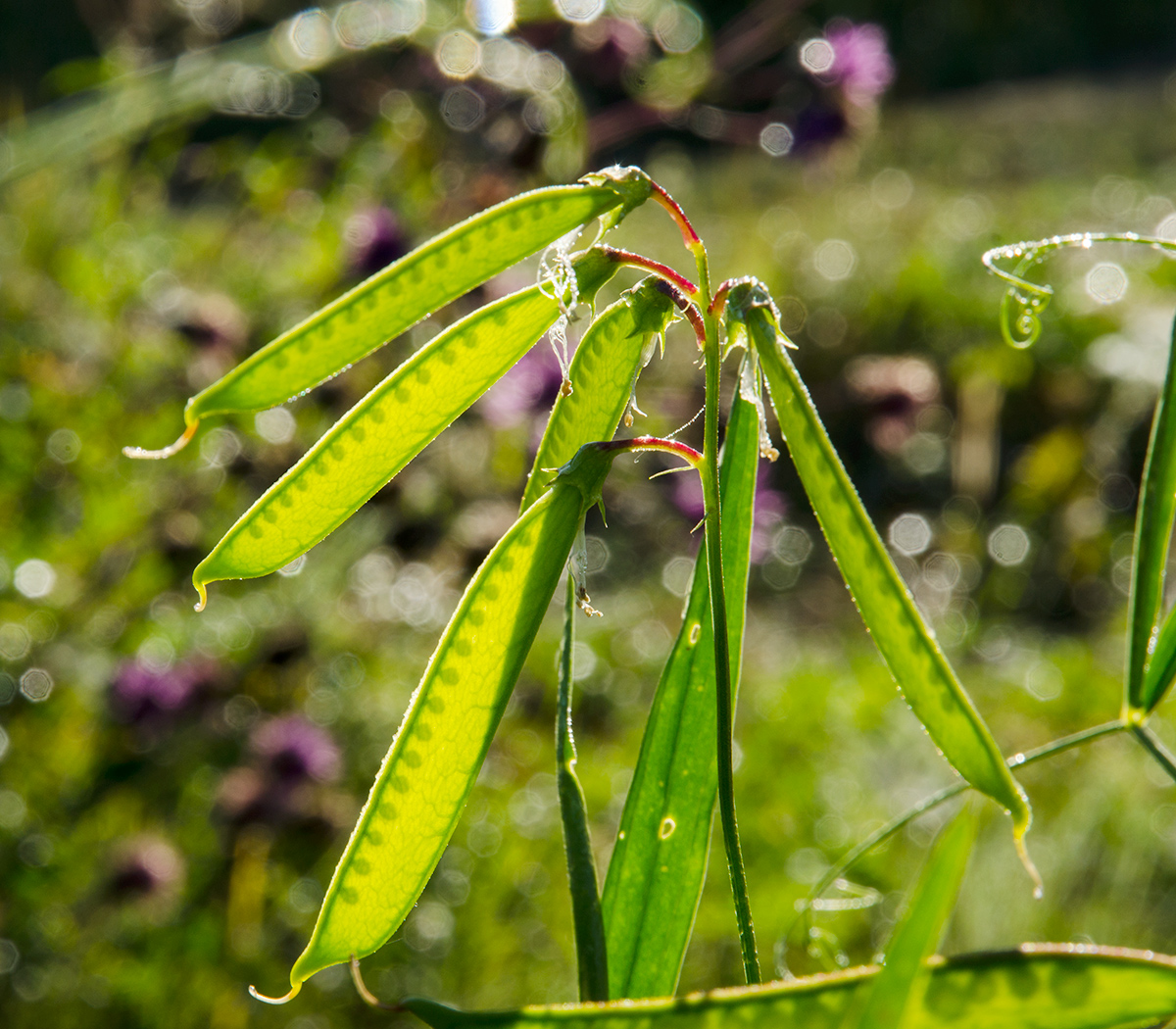 Изображение особи Lathyrus sylvestris.