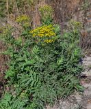 Tanacetum vulgare