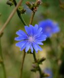 Cichorium intybus. Соцветие. Оренбургская обл., г. Орск, пустырь. 03.07.2023.