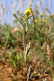 Linaria simplex