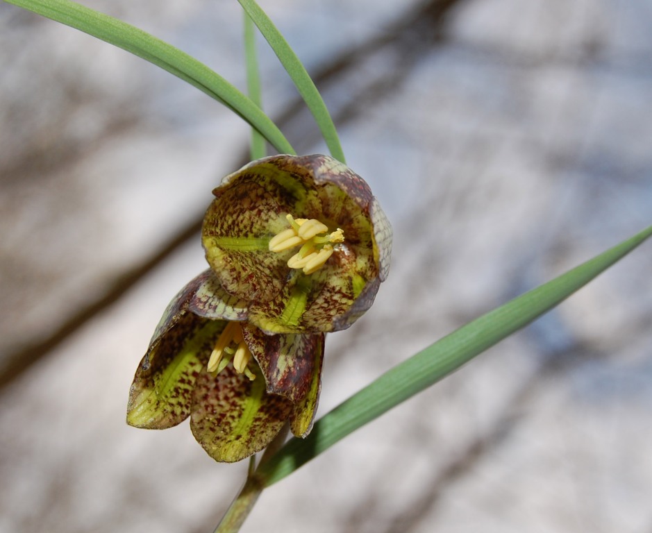 Изображение особи Fritillaria montana.