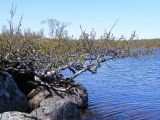 Betula czerepanovii. Растение, распластанное среди валунов. Кольский п-ов, Восточный Мурман, берег оз. Хирвасное. 20.06.2010.