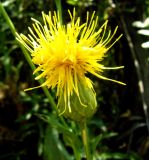 Centaurea behen