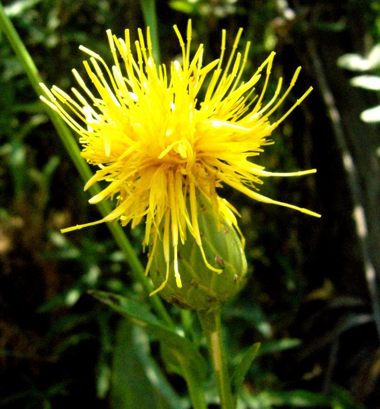 Изображение особи Centaurea behen.