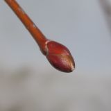 Tilia cordata