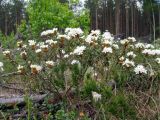 Ledum palustre. Цветущие растения. Ленинградская область, Всеволожский район, окрестности поселка Токсово. 1 июня 2012 г.