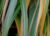 Miscanthus sinensis