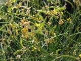 Spartium junceum. Побеги с плодами. Испания, автономное сообщество Каталония, провинция Барселона, г. Барселона, гора Монжуик. 8 июля 2012 г.