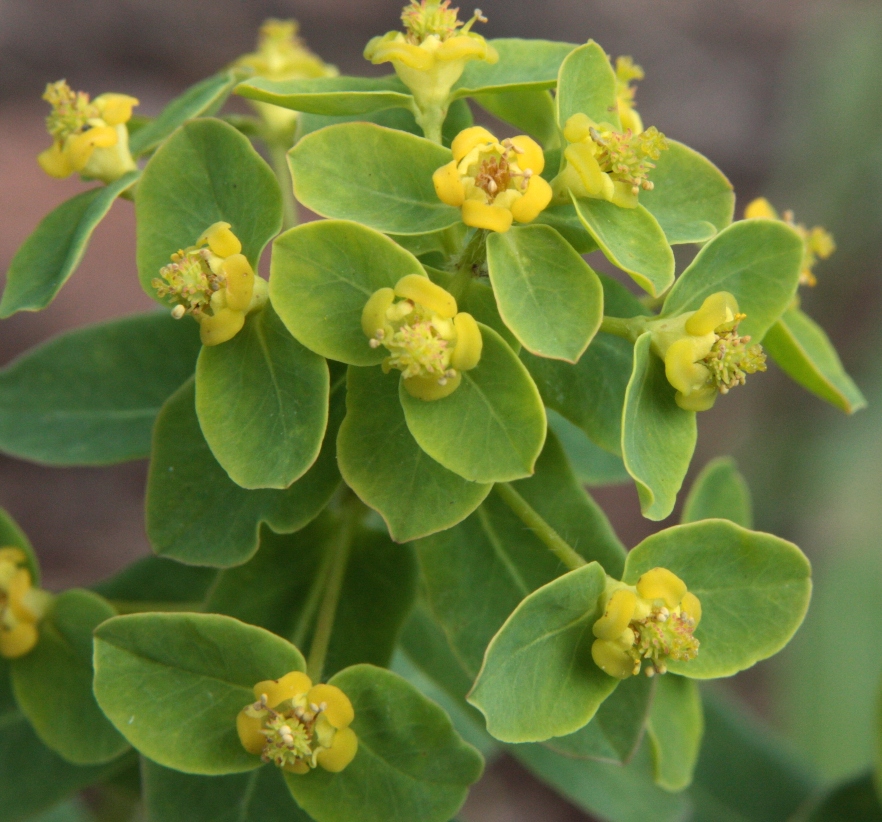 Изображение особи Euphorbia jenisseiensis.