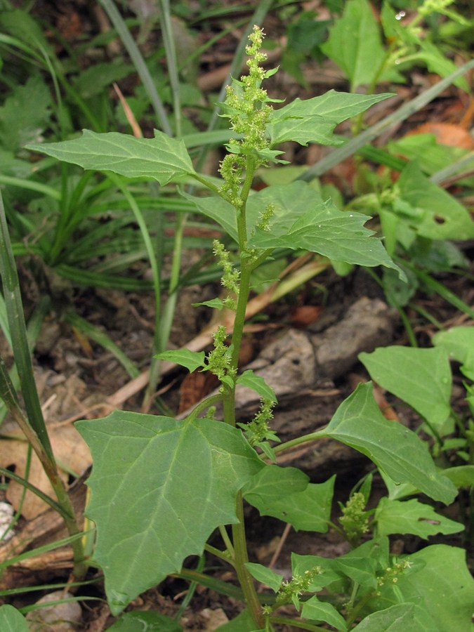 Image of Oxybasis urbica specimen.