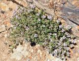 Thymus kotschyanus. Цветущее растение. Армения, Вайоц Дзор, окр. монастыря Спитакавор. 02.05.2013.