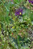 Verbascum phoeniceum