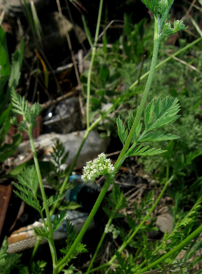 Image of Torilis nodosa specimen.