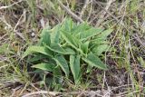 Phlomis pungens