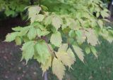 Acer cissifolium. Ветка с начинающими желтеть листьями. Санкт-Петербург, ботанический сад БИН РАН. 03.10.2014.