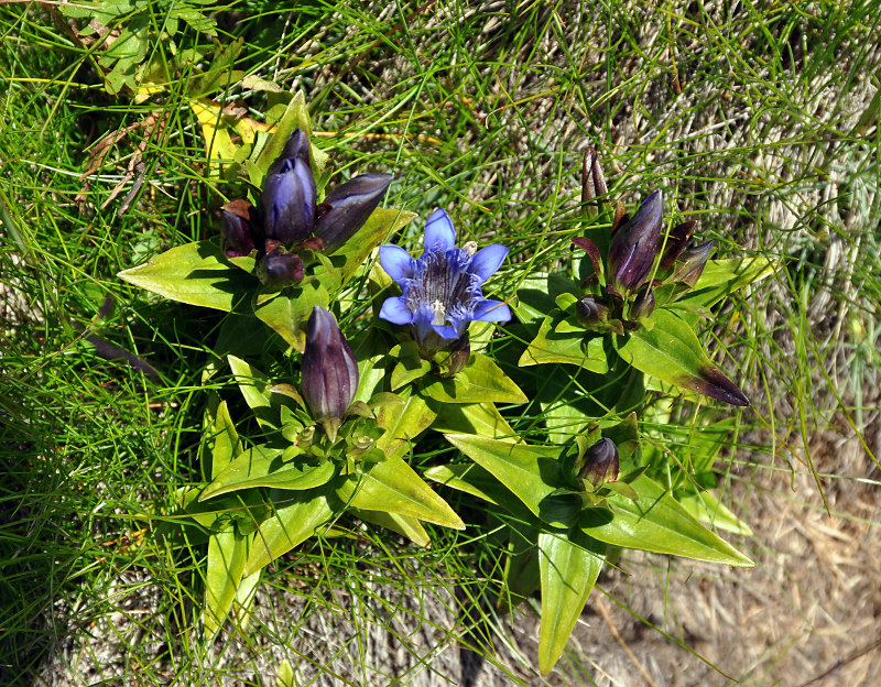 Изображение особи Gentiana septemfida.