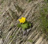 Trollius ranunculinus. Цветущее растение. Приэльбрусье, восточный склон горы Чегет. 21 мая 2008 г.