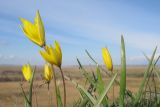 Tulipa biebersteiniana