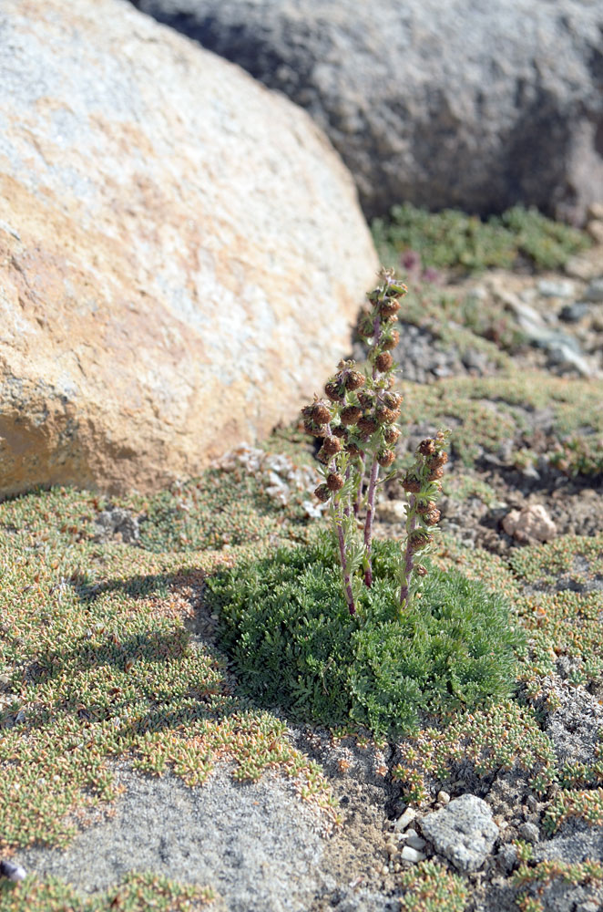 Изображение особи Artemisia viridis.