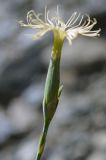 Dianthus angrenicus