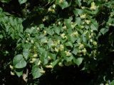 Tilia cordata