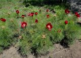 Paeonia tenuifolia. Цветущие растения. Иркутск, Ботанический сад ИГУ, малый дендрарий, цветники. 30.05.2014.