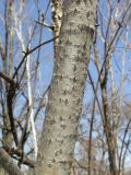 Populus tremula. Часть ствола. Владивосток, Ботанический сад-институт ДВО РАН. 9 апреля 2016 г.
