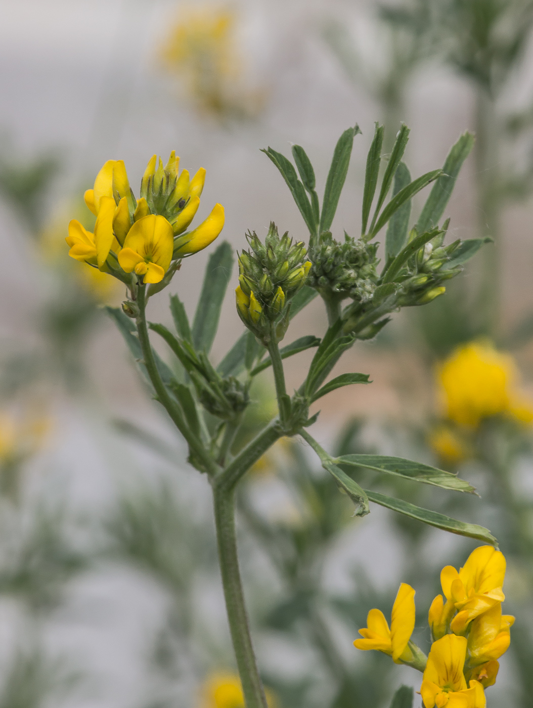 Изображение особи Medicago romanica.