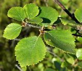 Betula divaricata. Верхушка веточки. Якутия, Мегино-Кангаласский улус, заболоченность на надпойменной террасе. Начало августа.