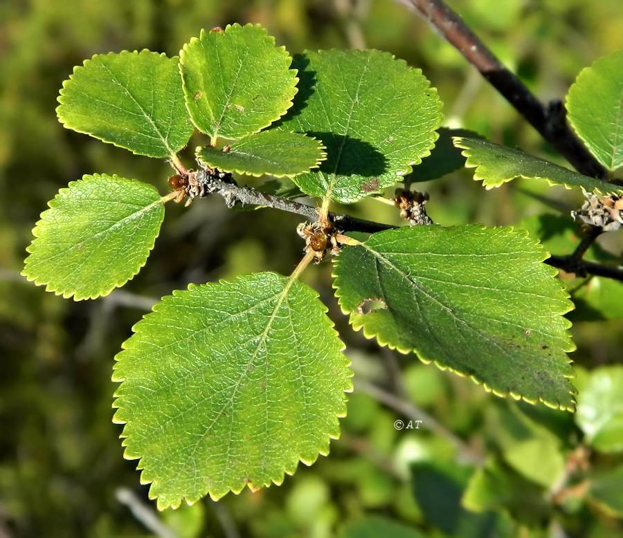 Изображение особи Betula divaricata.