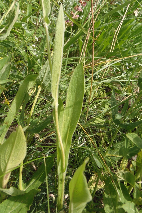 Изображение особи Inula oculus-christi.